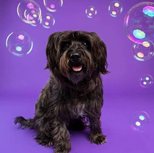 حیوانات خانگی