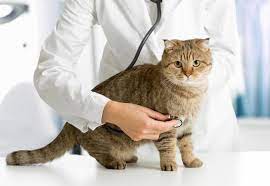 صدور شناسنامه