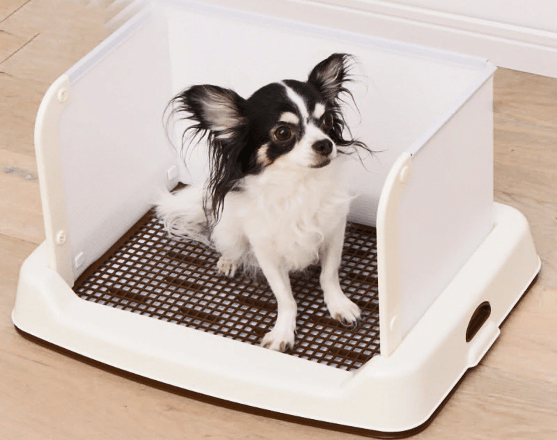 آموزش جای دستشویی به سگ / آموزش محل ادرار و مدفوع به سگ