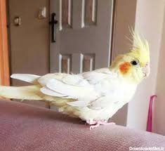 ایدز پرندگان / فساد پر / ایدز عروس هلندی / PBFD