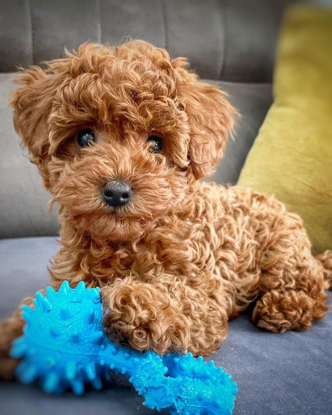 نژاد پودل / نژاد poodle / ریزش مو نژاد پودل