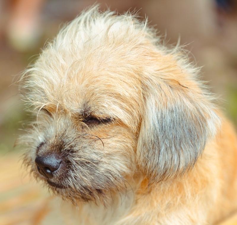 بیماری کشنده دیستمپر سگ علائم و پیشگیری