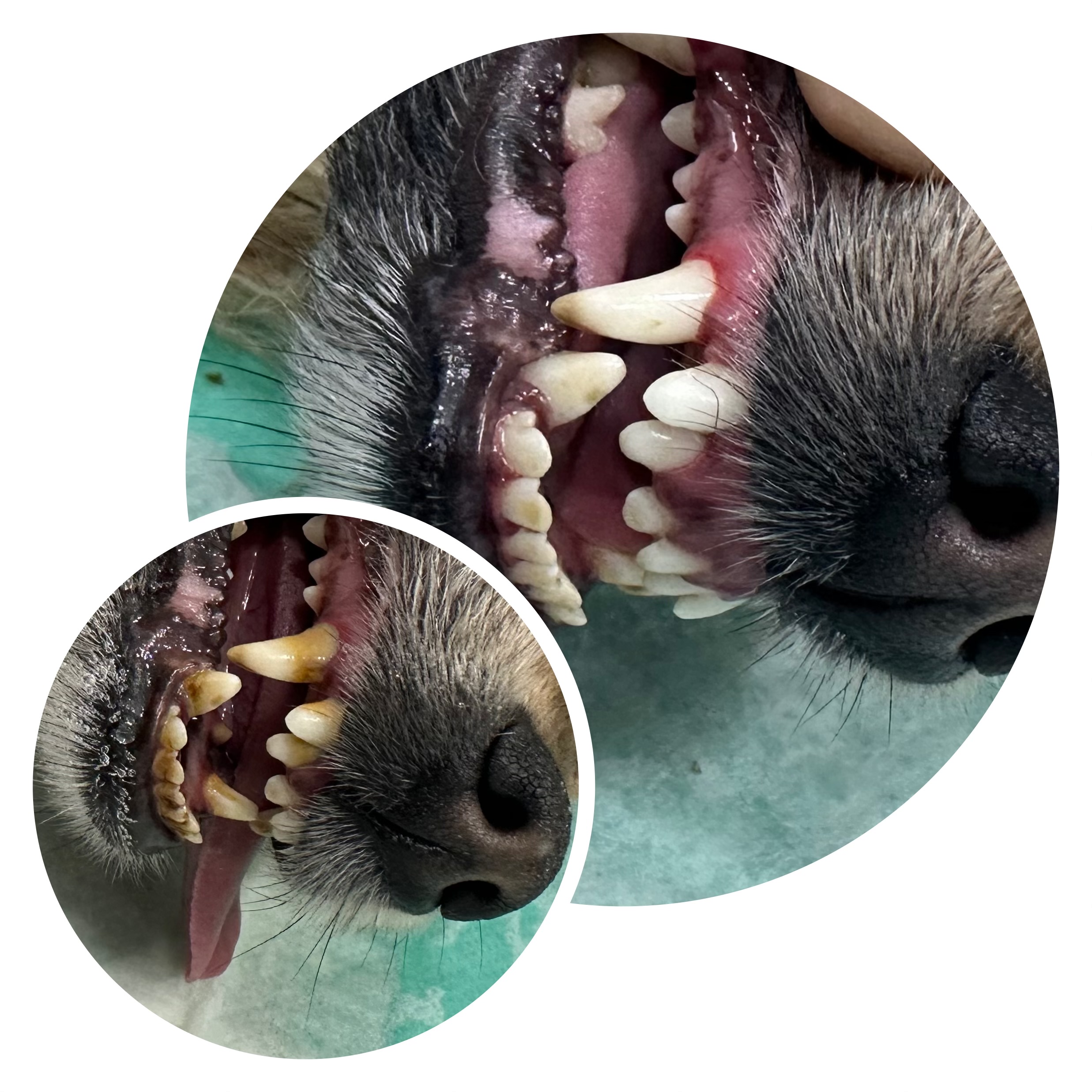 جرمگیری دندان حیوانات اصفهان / جرمگیری دندان سگ اصفهان / جرمگیری دندان گربه اصفهان