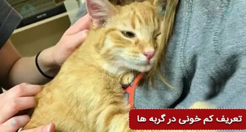 همه چیز درباره کم‌خونی عفونی گربه‌ای (FIA)