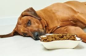 اختلالات گوارشی (از جمله سوزش معده) در سگ‌ها