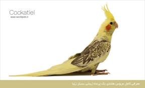 درد ناشی ازضربه به جمجمه در عروس هلندی