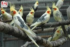 خونریزی یا آسیب به روده در عروس هلندی