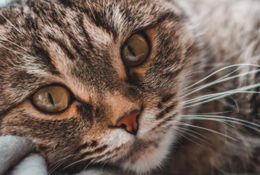 آنفلوانزای گربه‌ای (Cat Flu) چیست
