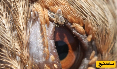 بیماری انگلی و آلودگی به کنه یا شپشک در عروس هلندی