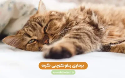 بیماری پنلو کوپنی