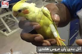 گرفتگی عضلات پا در عروس هلندی