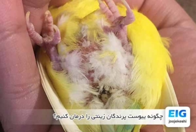 چرا در پرنده من پرهای ناحیه مخرج چسبناک و چسبیده به هم شده